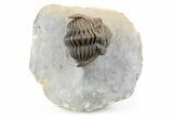 Top Quality Metacanthina Trilobite - Issoumour, Morocco #254816-2